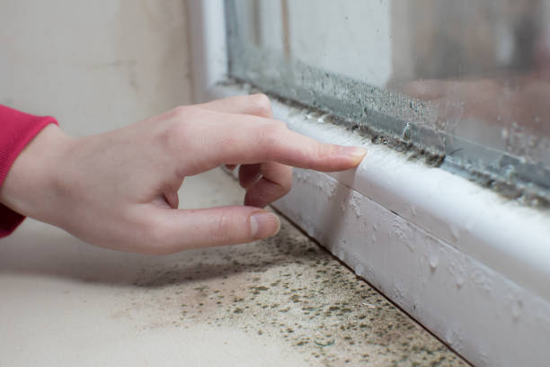 Mold Odor Removal Services in Fish Hawk, FL