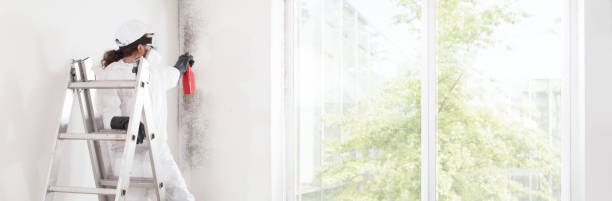 Best Mold-Related Health Consultation  in Fish Hawk, FL